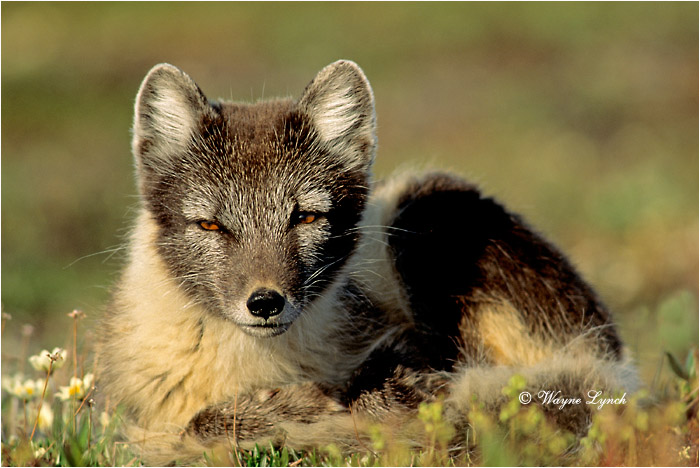 Arctic Fox 111 by Dr. Wayne Lynch ©
